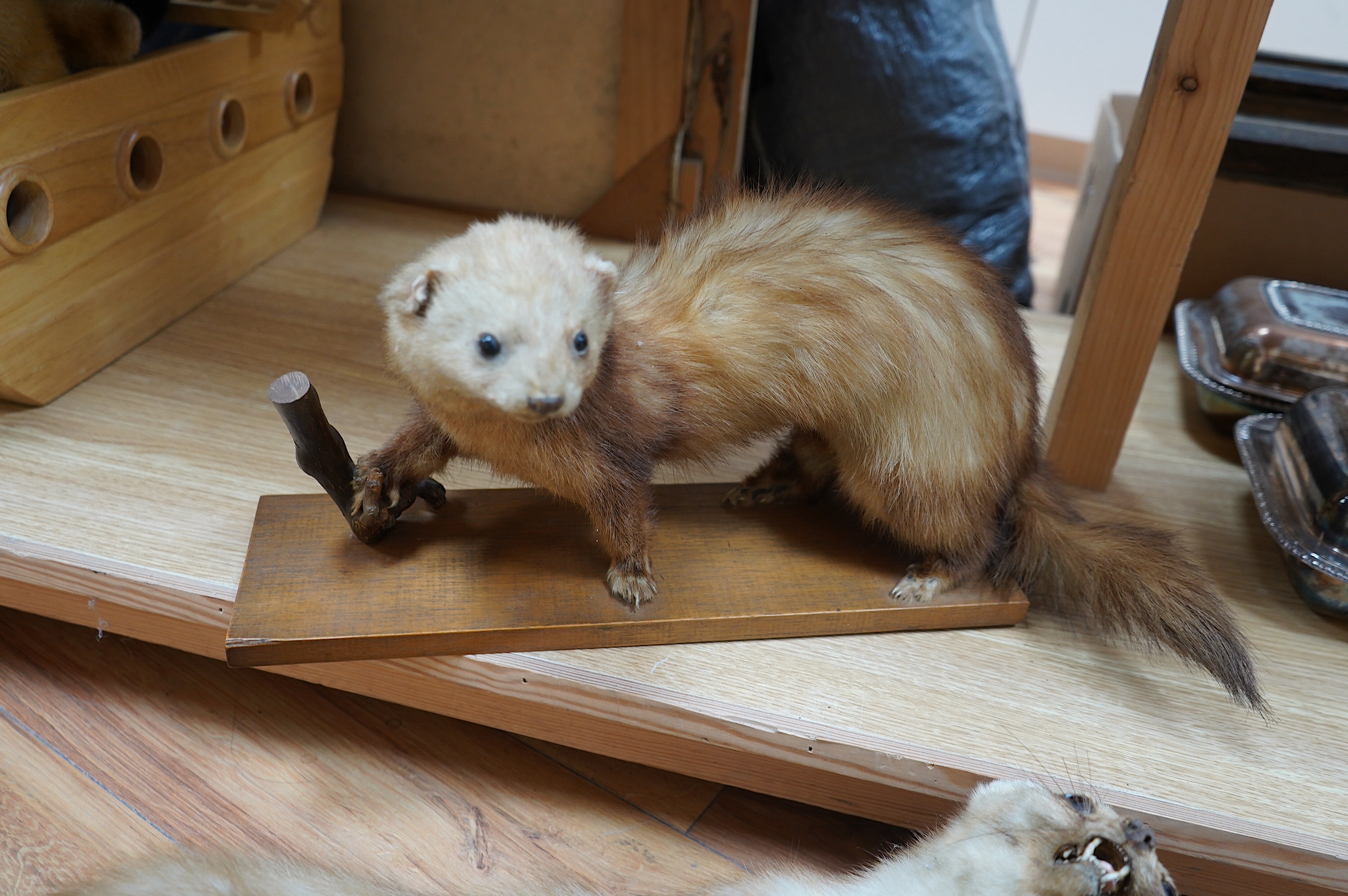 Two taxidermic ferrets. Condition - poor